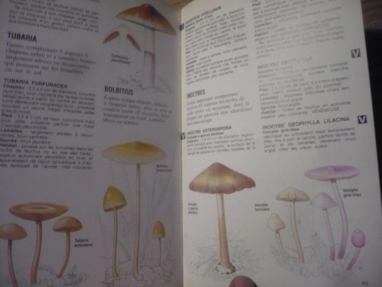 THE MUSHROOMS by Derek REID (1981) – photo 5